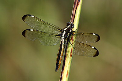 Spangeld Skimmer dragonfly (female)