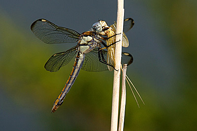 Spangled Skimmer dragonfly with mayfly