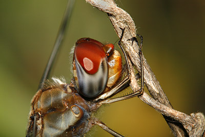 Wandering Glider dragonfly close-up headshot  (male)