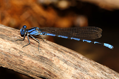 Springwater Dancer damselfly (male)