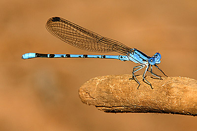 Springwater Dancer damselfly (male)