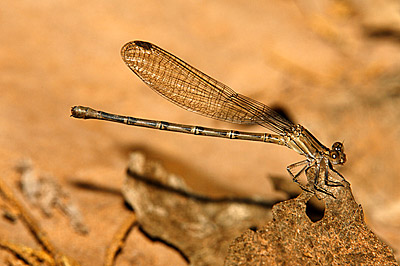 Springwater Dancer damselfly (female)