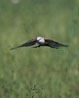 Scissor-tailed Flycatcher hovering