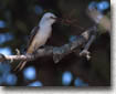 Female building nest