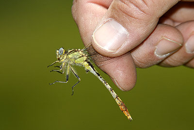 Stillwater Clubtail dragonfly