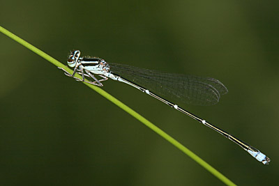 Stream Bluet damselfly