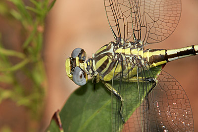 Sulphur-tipped Clubtail dragonfly (female)