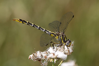 Sulphur-tipped Clubtail dragonfly (female)