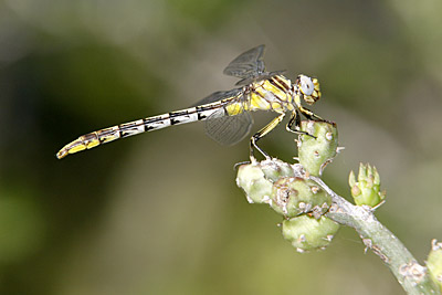 Sulphur-tipped Clubtail dragonfly (female)