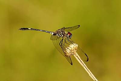 Swift Setwing dragonfly (female)