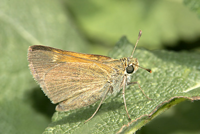 Tawny-edged Skipper (Polites themistocles) 