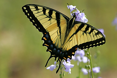 Eastern Tiger Swallowtail (Papilio glaucus)