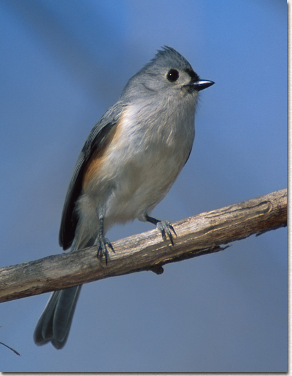 Tufted Titmouse