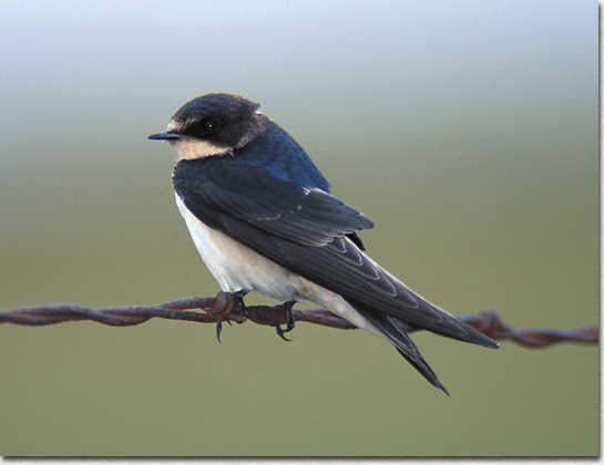 Tree Swallow