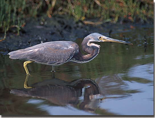 Tri-colored Heron