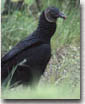 Black Vulture