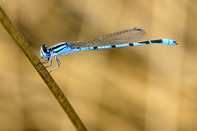 Turquoise Bluet damselfly (male)