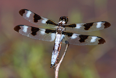 Twelve-spotted Skimmer dragonfly