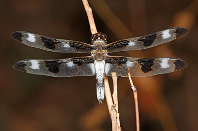 Twelve-spotted Skimmer dragonfly