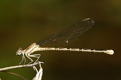 Variable Danver damselfly (female)