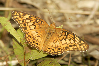 Variegated Fritillary (Euptoieta claudia)