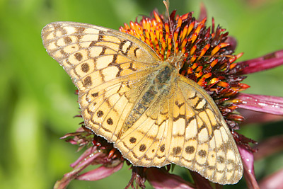 Variegated Fritillary (Euptoieta claudia)