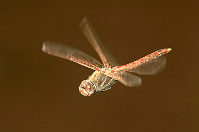 Variegated Meadowhawk dragonfly in flight (male)