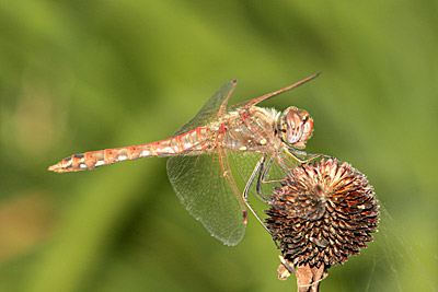 Variegated Meadowhawk dragonfly (male)