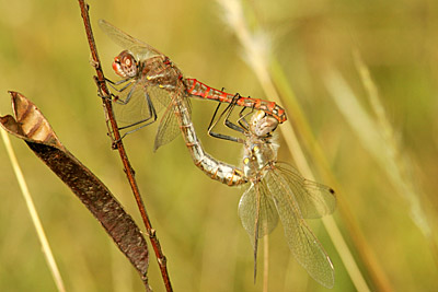 Variegated Meadowhawk dragonfly - pair mating