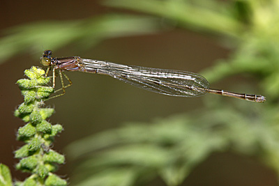 Vesper Bluet damselfly (male)