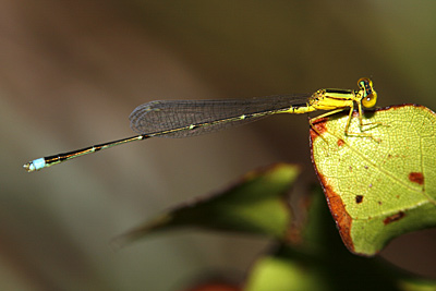 Vesper Bluet damselfly (male)