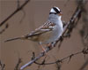 White-crowned Sparrow