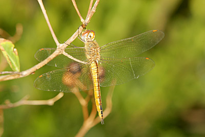 Wandering Glider dragonfly (male)