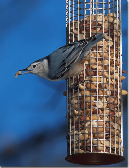 Return to Backyard Feeding page