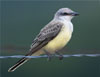 Western Kingbird