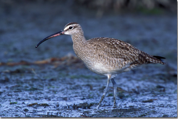 Whimbrel