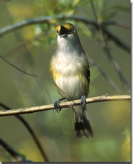 White-eyed Vireo