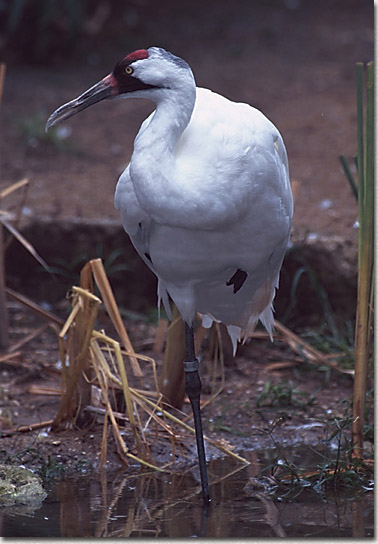 Whooping Crane