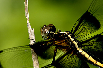 Widow Skimmer dragonfly (female)