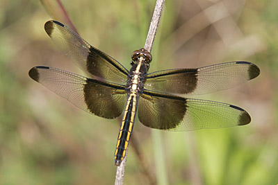 Widow Skimmer dragonfly (female)