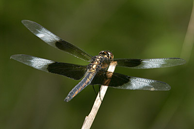 Widow Skimmer dragonfly (male)