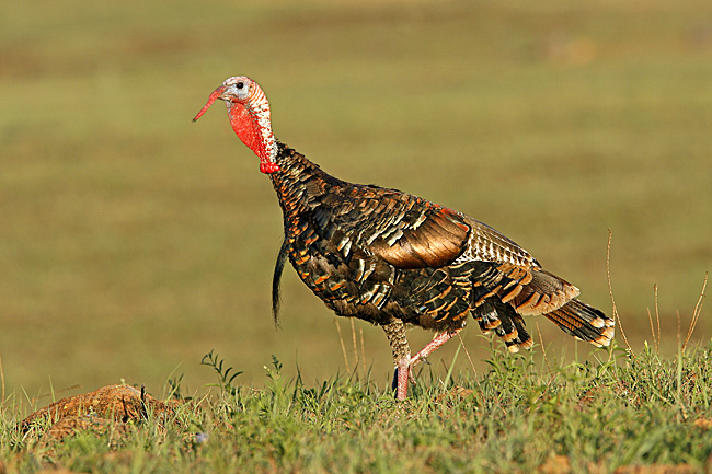 Wild Tom Turkey