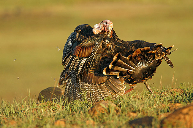 two young male wild turkeys fighting