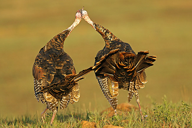 two young male wild turkeys fighting