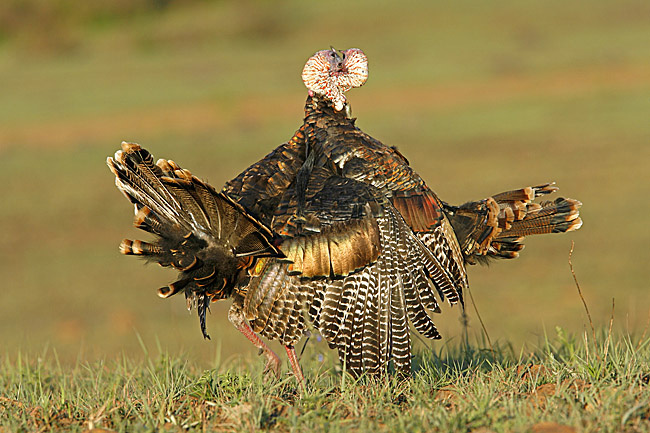 two young male wild turkeys fighting