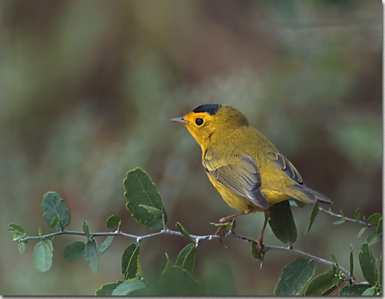 Wilson's Warbler