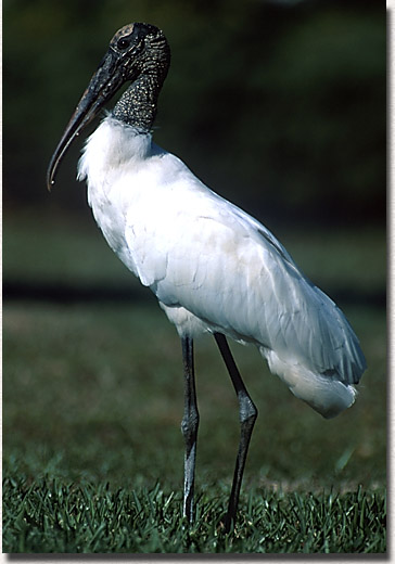 Wood Stork