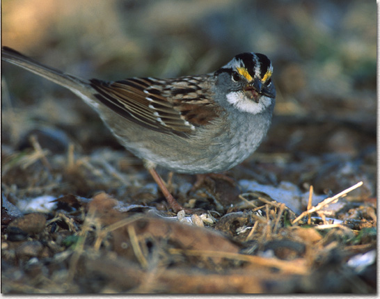 White-throated Sparrow