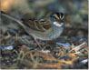 White-throated Sparrow