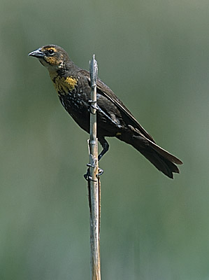 Female Yellow-headed Blackbird